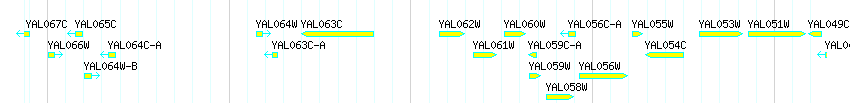 Genes detail