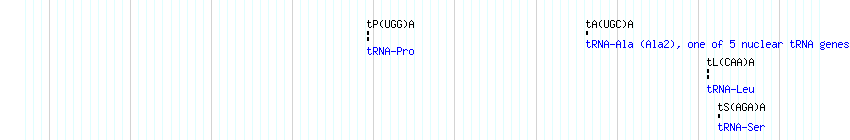 tRNAs detail