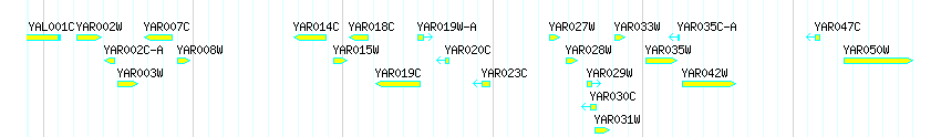 Genes detail