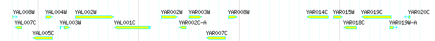 Genes detail