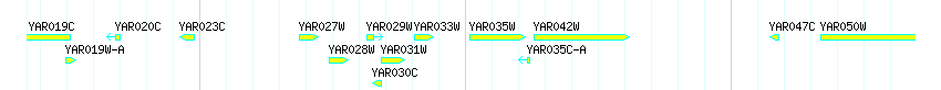 Genes detail