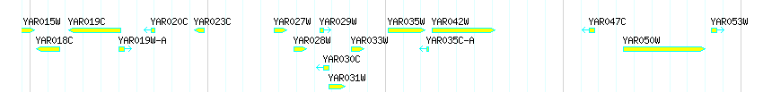 Genes detail