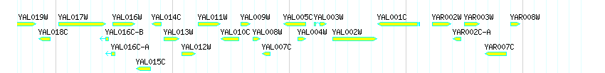 Genes detail