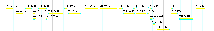 Genes detail