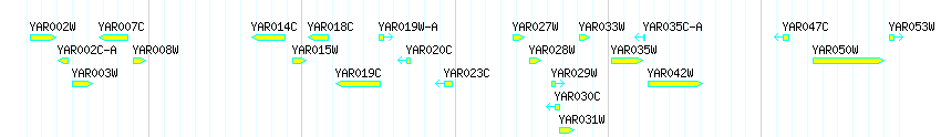 Genes detail
