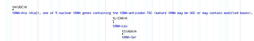 tRNAs detail