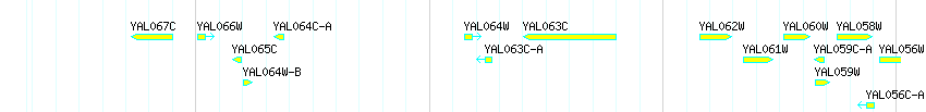 Genes detail