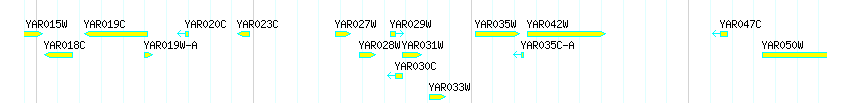 Genes detail