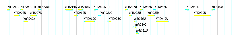 Genes detail