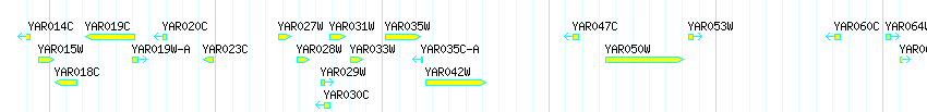 Genes detail
