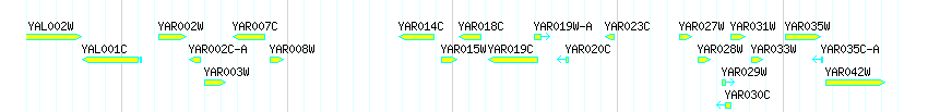Genes detail