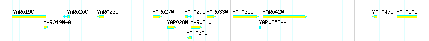 Genes detail
