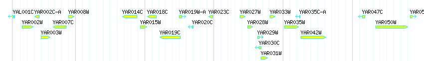 Genes detail
