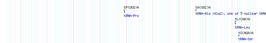 tRNAs detail