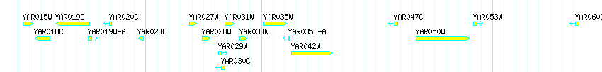 Genes detail