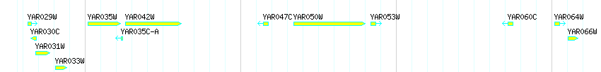 Genes detail