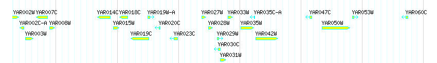 Genes detail