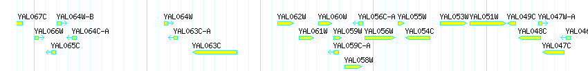 Genes detail