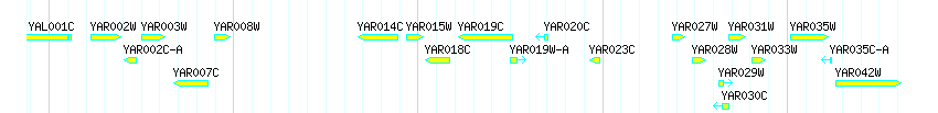 Genes detail