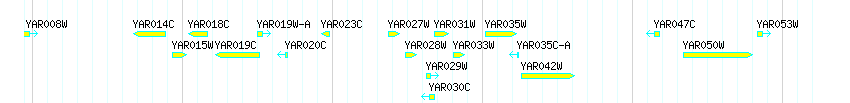 Genes detail