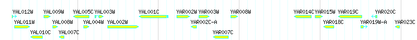 Genes detail