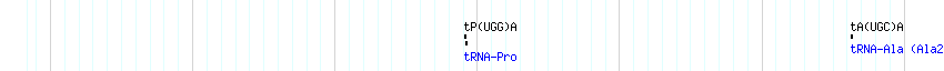 tRNAs detail