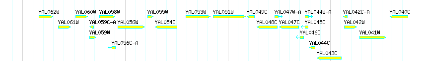 Genes detail