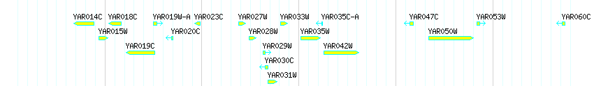Genes detail
