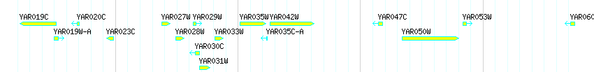 Genes detail