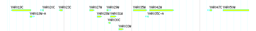 Genes detail