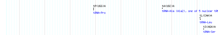 tRNAs detail