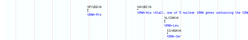 tRNAs detail