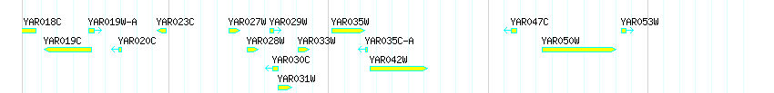 Genes detail