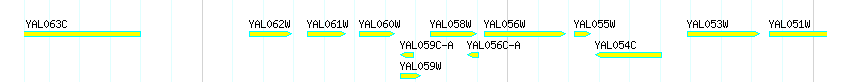 Genes detail
