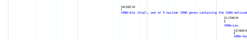 tRNAs detail