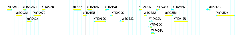 Genes detail