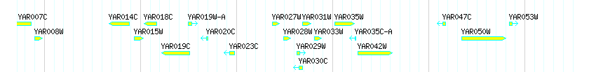Genes detail