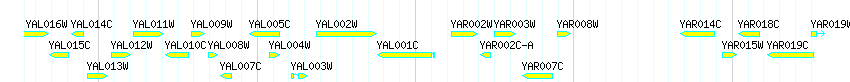 Genes detail