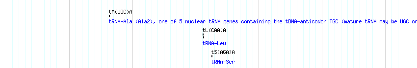 tRNAs detail