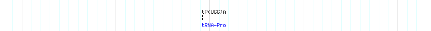 tRNAs detail