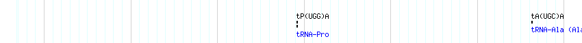 tRNAs detail