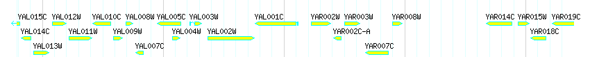 Genes detail