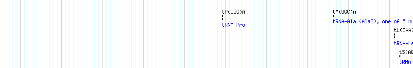 tRNAs detail