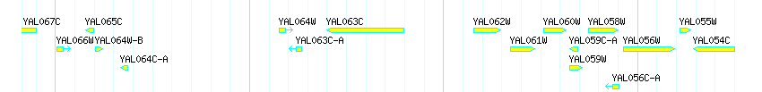 Genes detail