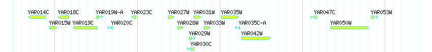 Genes detail