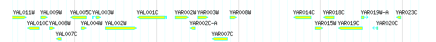 Genes detail