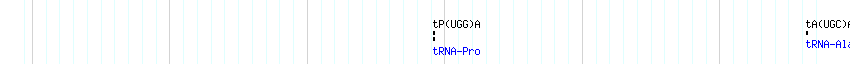 tRNAs detail