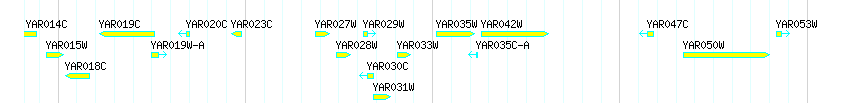 Genes detail