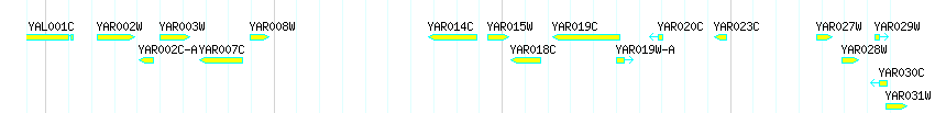 Genes detail