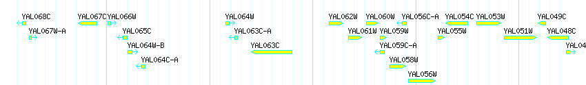 Genes detail